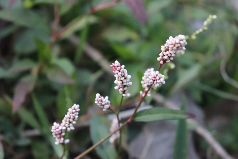 Persicaria acuminata, photographed by alejandrozab