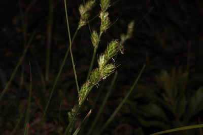 Carex longii