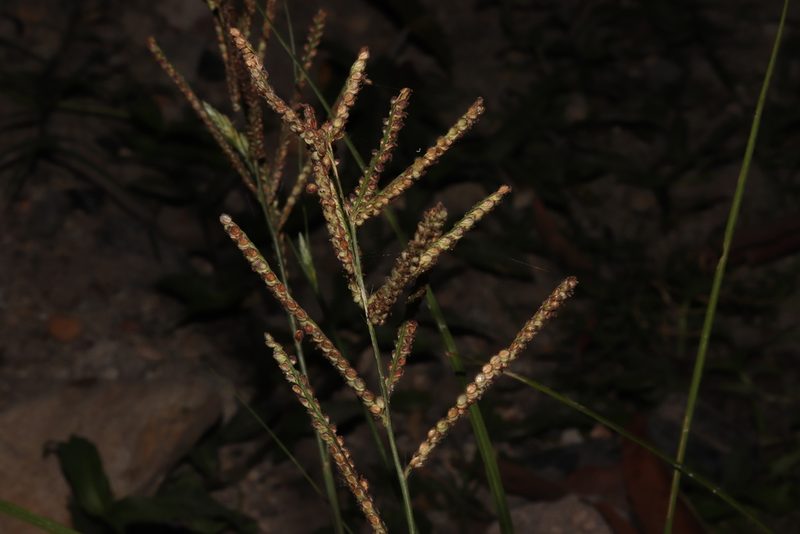 Paspalum paniculatum, photographed by alejandrozab