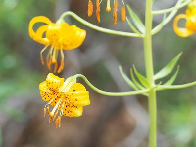 Lilium kelleyanum