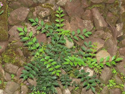 Fraxinus griffithii, photographed by chiuluan