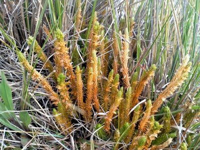 Huperzia australiana, photographed by John Barkla