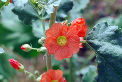 Sphaeralcea incana, photographed by Tom Kennedy