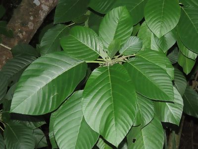 Dendrocnide meyeniana, photographed by chiuluan