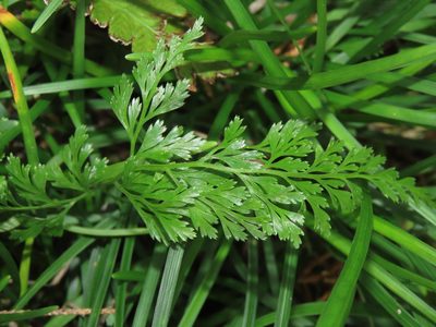 Onychium japonicum, photographed by chiuluan