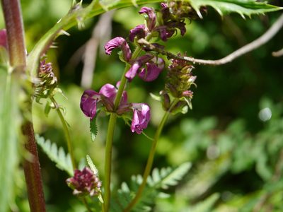 Pedicularis pectinata, photographed by Dinesh Valke