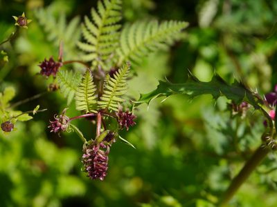 Pedicularis pectinata, photographed by Dinesh Valke