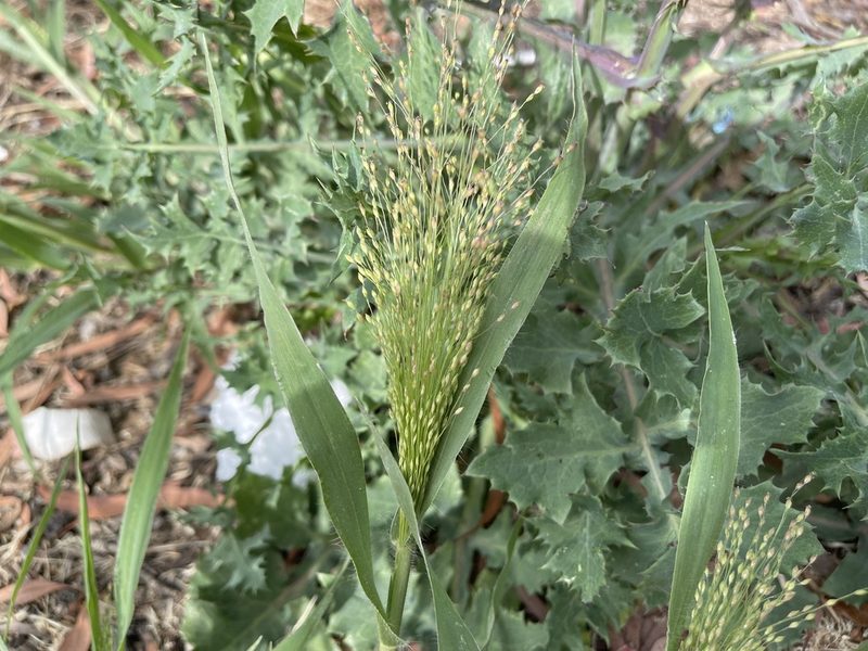 Panicum capillare, photographed by Dylan Wishart