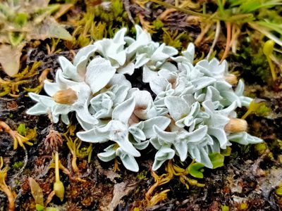 Argyrotegium mackayi, photographed by John Barkla