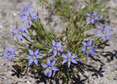 Sisyrinchium biforme, photographed by Jay Pruett