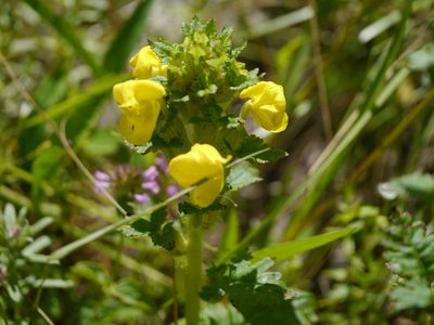 Pedicularis hoffmeisteri, photographed by Dinesh Valke