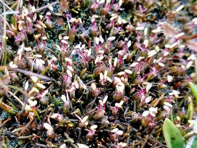 Centrolepis ciliata, photographed by John Barkla