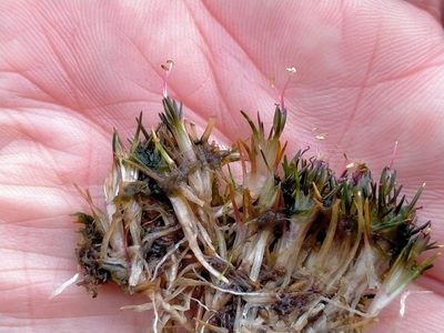 Centrolepis ciliata, photographed by John Barkla