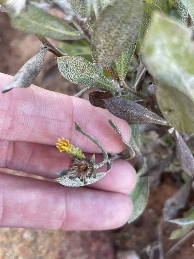 Hazardia orcuttii, photographed by Sula Vanderplank