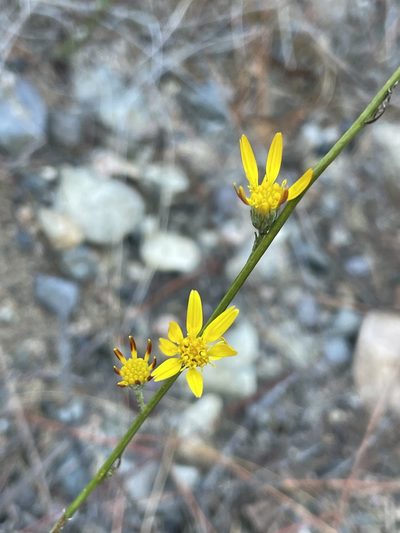 Xanthisma junceum, photographed by Sula Vanderplank