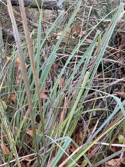 Carex spissa, photographed by Sula Vanderplank