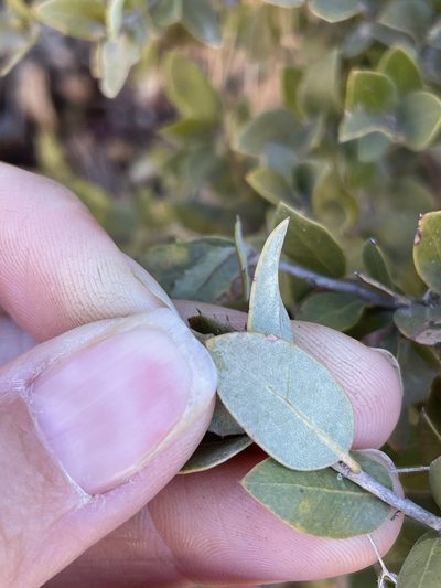 Quercus cedrosensis, photographed by Sula Vanderplank