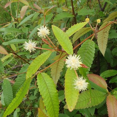 Callicoma serratifolia, photographed by ronavery