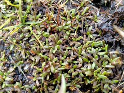 Abrotanella caespitosa, photographed by John Barkla