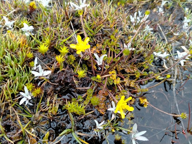 Ranunculus gracilipes, photographed by John Barkla