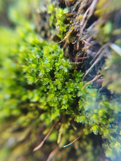 Syntrichia virescens, photographed by Zoltán Nagy