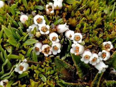 Gaultheria parvula, photographed by John Barkla