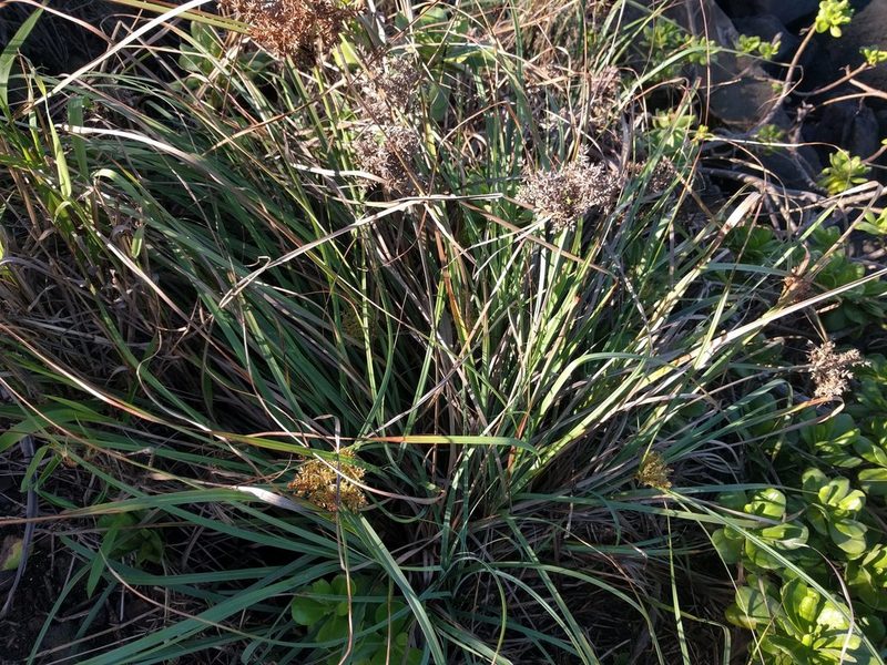 Cyperus javanicus, photographed by Kevin Faccenda