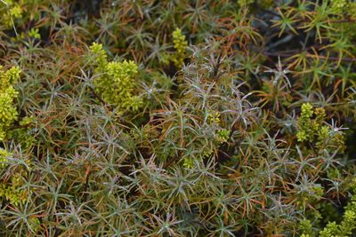 Dracophyllum recurvum, photographed by Christopher Stephens