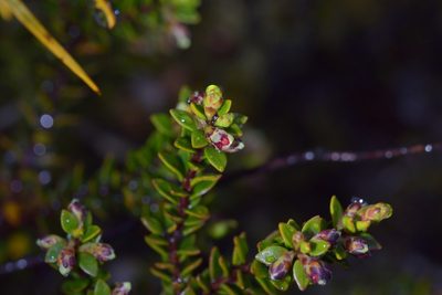 Epacris alpina, photographed by Christopher Stephens
