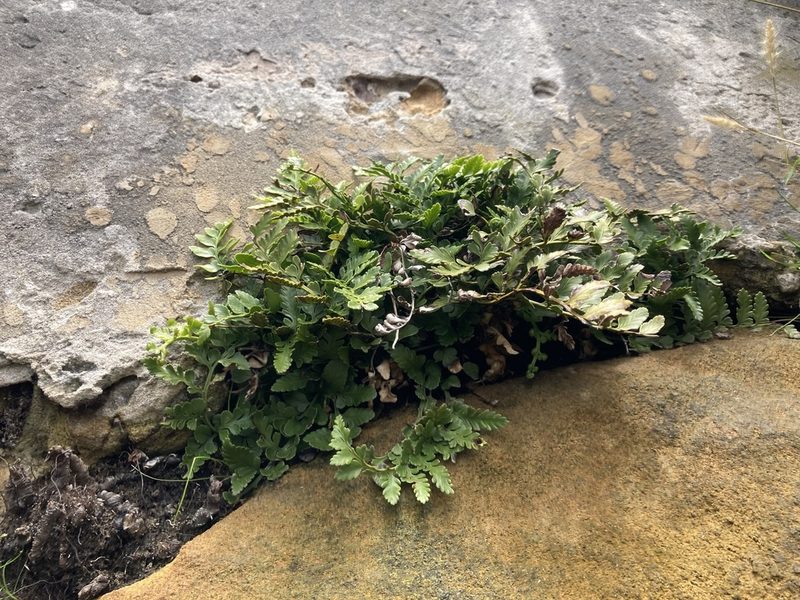 Asplenium difforme, photographed by Thomas Mesaglio