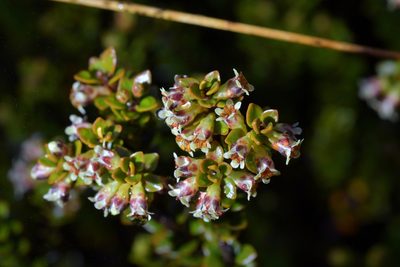 Epacris alpina, photographed by Christopher Stephens