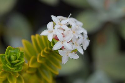 Pimelea buxifolia, photographed by Christopher Stephens