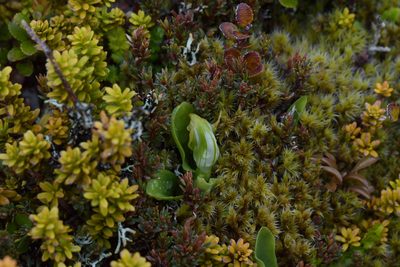 Pterostylis humilis, photographed by Christopher Stephens