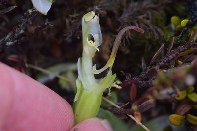 Pterostylis humilis, photographed by Christopher Stephens