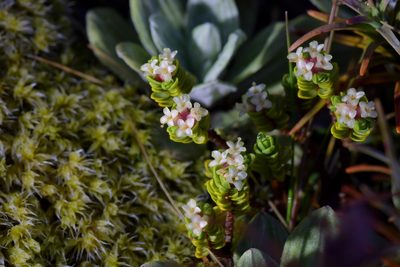 Pimelea microphylla, photographed by Christopher Stephens