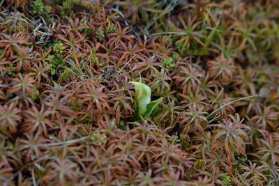 Pterostylis humilis, photographed by Christopher Stephens