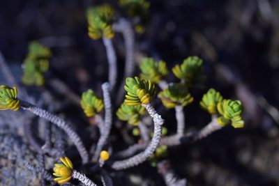 Pimelea microphylla, photographed by Christopher Stephens