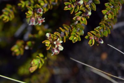 Epacris alpina, photographed by Christopher Stephens