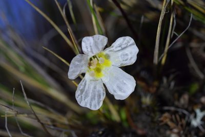 Ourisia vulcanica, photographed by Christopher Stephens