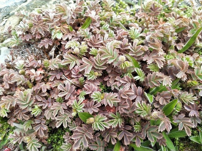 Acaena profundeincisa, photographed by John Barkla