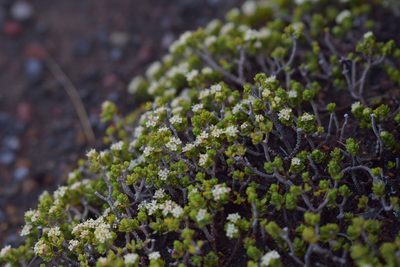 Pimelea microphylla, photographed by Christopher Stephens