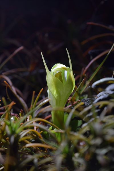 Pterostylis humilis, photographed by Christopher Stephens