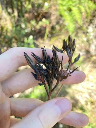 Haemodorum planifolium, photographed by Thomas Mesaglio