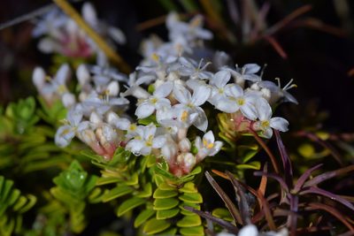 Pimelea buxifolia, photographed by Christopher Stephens