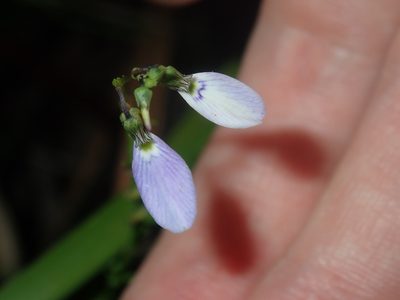 Pigea monopetala, photographed by Thomas Mesaglio