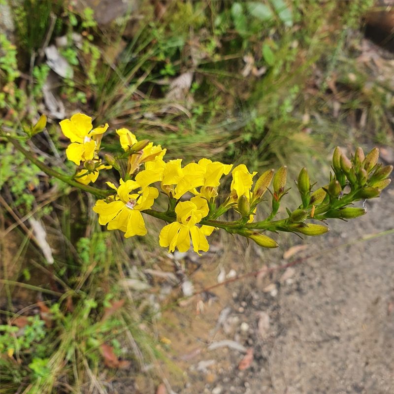 Goodenia decurrens, photographed by ronavery