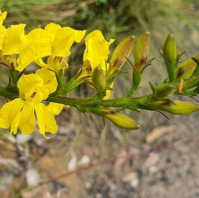 Goodenia decurrens, photographed by ronavery