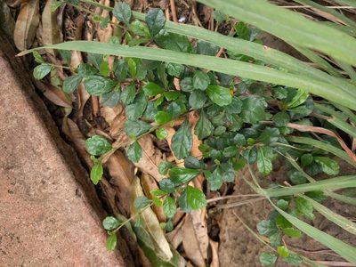 Ehretia microphylla, photographed by Kevin Faccenda