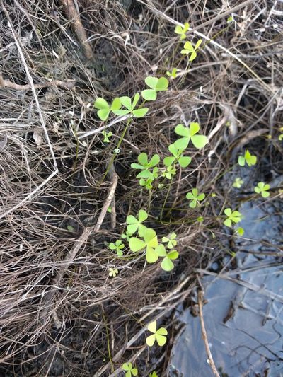 Marsilea villosa, photographed by Kevin Faccenda