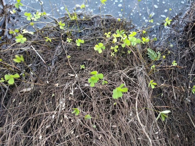 Marsilea villosa, photographed by Kevin Faccenda
